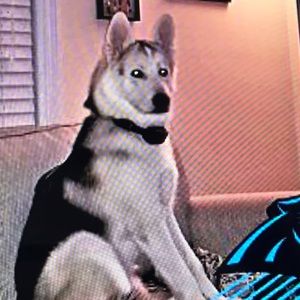 Meet your Posher, Frank